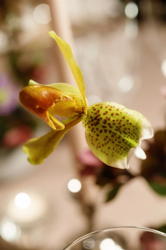 An Elegant Wedding for Arielle  and Andrew 