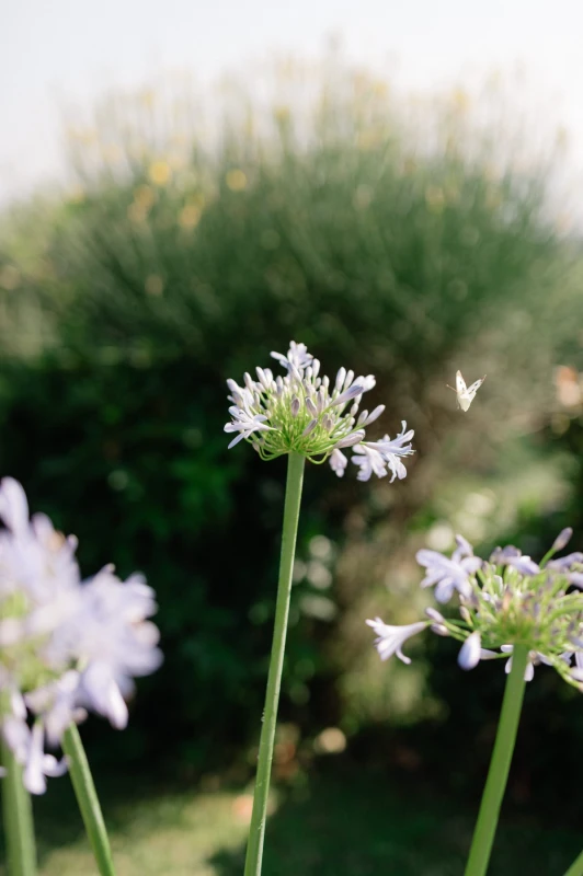 A Colorful Wedding for Deanna and Jason